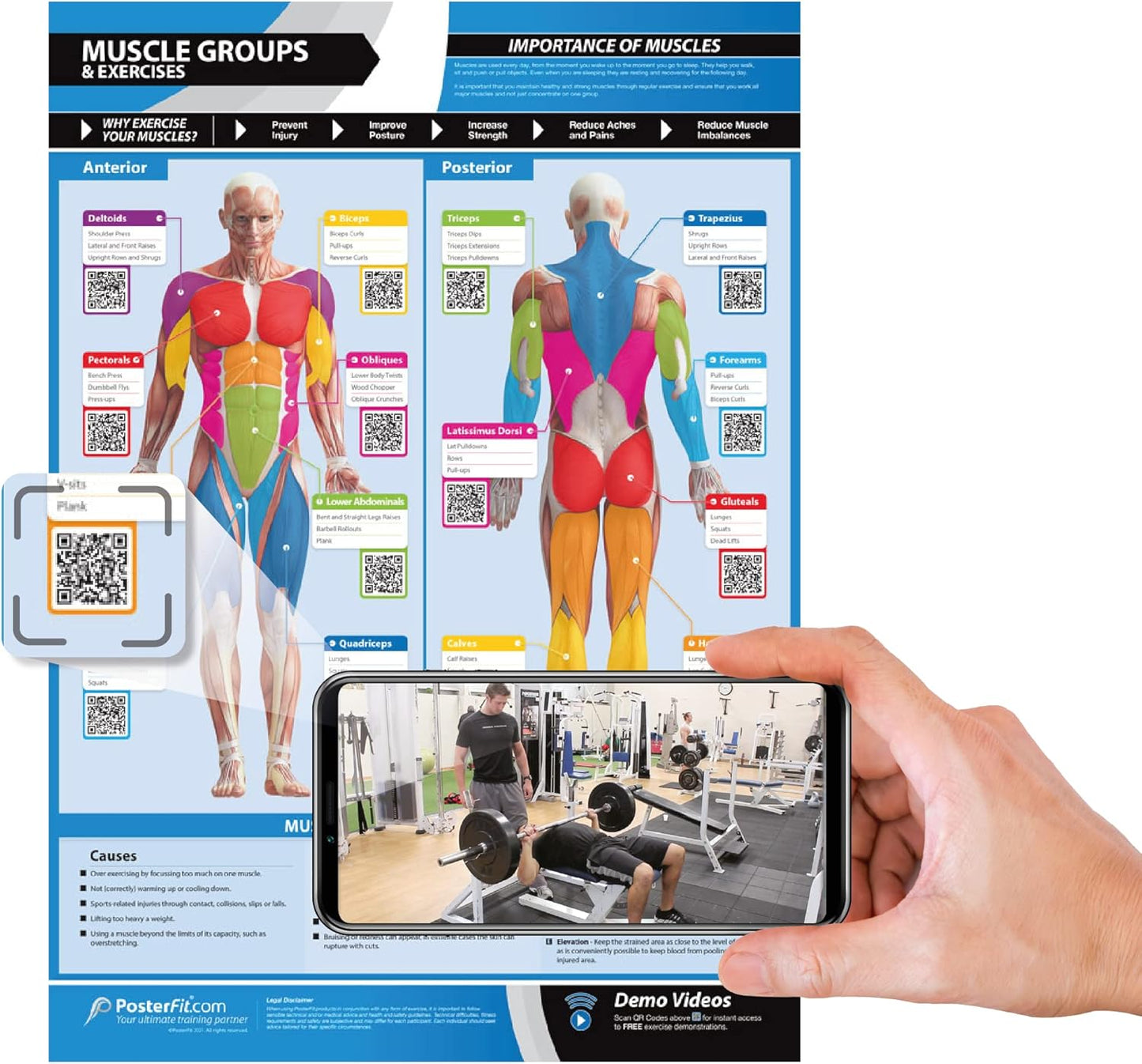 Muscle Groups Gym Workout Poster - EXTRA LARGE 33" X 23.5" - Laminated - Gym & Home Fitness Chart - Includes Video Training Support by Posterfit