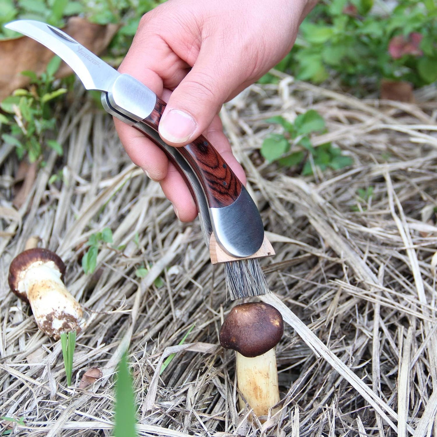 Folding Mushroom Knife with Neoprene Pouch Solid Wood Handle and Foldable Cleaning Brush