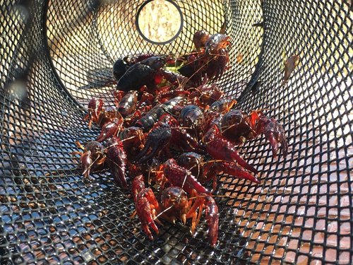KRAKEN SUPPLY CO 2 Pack - Crawfish Trap Crawdads Crayfish Trap Torpedo Heavy Duty Bait Trap Steel Mesh Wire Black with Clip Two-Piece Durable (2 Pack)