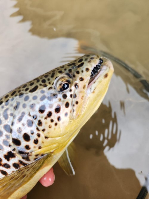 PA Lures Black Soft Plastic stonefly 20 Pack