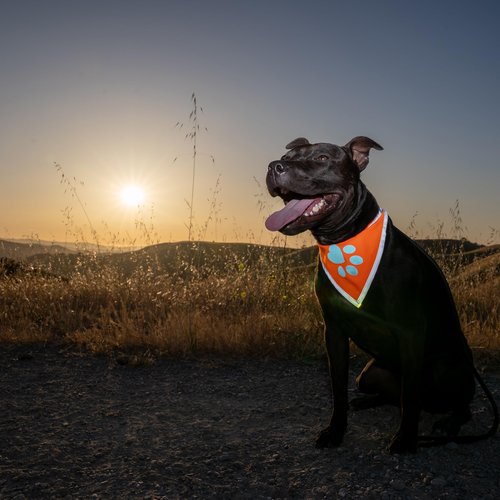 SafetyPUP XD Blaze Orange, Reflective Dog Vest & Bandana (Medium). Safety Gear to Help Prevent Hunting & Motorist Accidents.