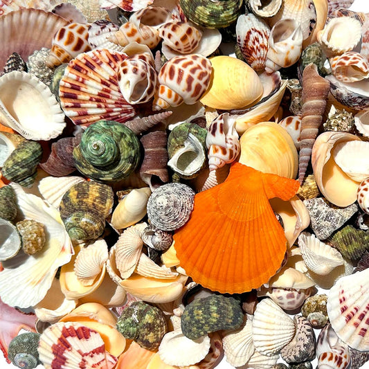 210pcs Mixed Beach Seashells Sea Shells Conch for Beach Theme Party Decorations DIY Crafts Candle Making Fish Tank Vase Fillers Home Decorations