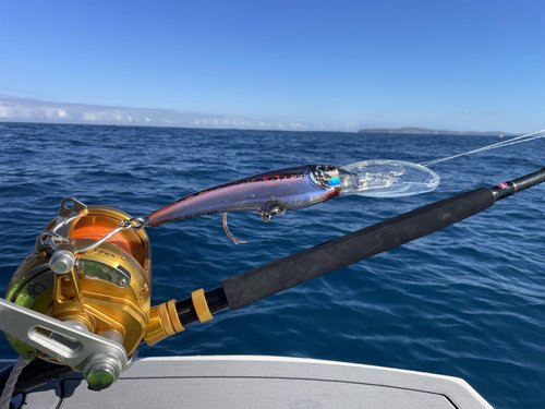 Nomad Design DTX Minnow 200 Heavy Duty SNK 8 Saltwater Fishing Lure with Autotune - Deep Diving Minnow Lure Ideal for Tuna, Wahoo & Mackerel, Trolls 12+ Knots-Wahooligan
