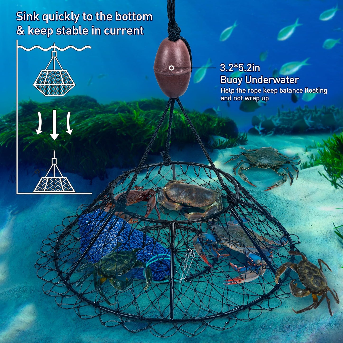 QualyQualy Crab Ring Trap Net, Ring Crab Kit Lobster Hoop, Portable Folded Crab Cage, Crabing Accessories with Bait, Heavy Crab Nets for Crabbing, 32" x16.5'', 2 Pack