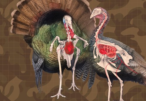 Turkey Target 2-Sided Paper Range Targets (5pack) 18" x 26" for Hunters | Realistic Educational Anatomy Illustration by EthiKill…