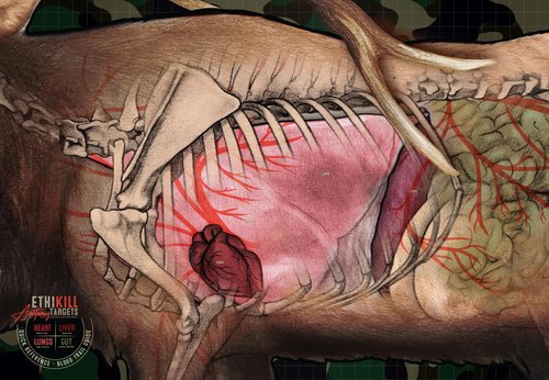 Elk Target 2-Sided Paper Range Targets (3pack) 27" x 39" for Archery & Rifle Hunters | Realistic Educational Anatomy Illustration by EthiKill…