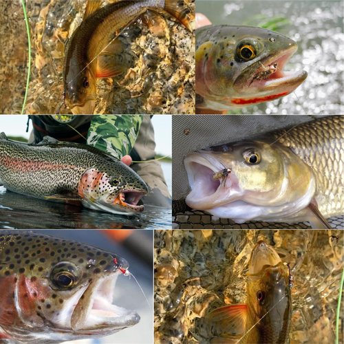 MASTER LOGIC Fly Fishing Nylon Tippet Leaders Line with Silicone Tenders 55 Yard, 2X-6X Tippets Clear