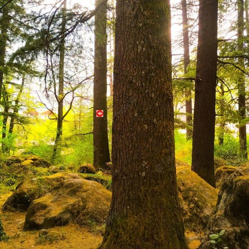 rejopfad Trail Markers Pack of 30, Bright Reflective Trail Marker Aluminum Signs Mark Your Trees for Hiking, Camping, Hunting