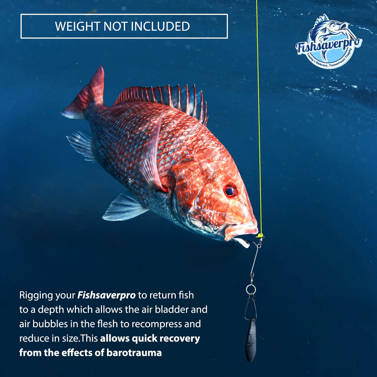 Fishsaverpro Fish Descending Return Device - 2 Pack- Compact & Reliable Release Device Built for Long Life. No Mechanical Release to Fail. Great for red Snapper. Unlike Venting Tools NOAA Preferred.