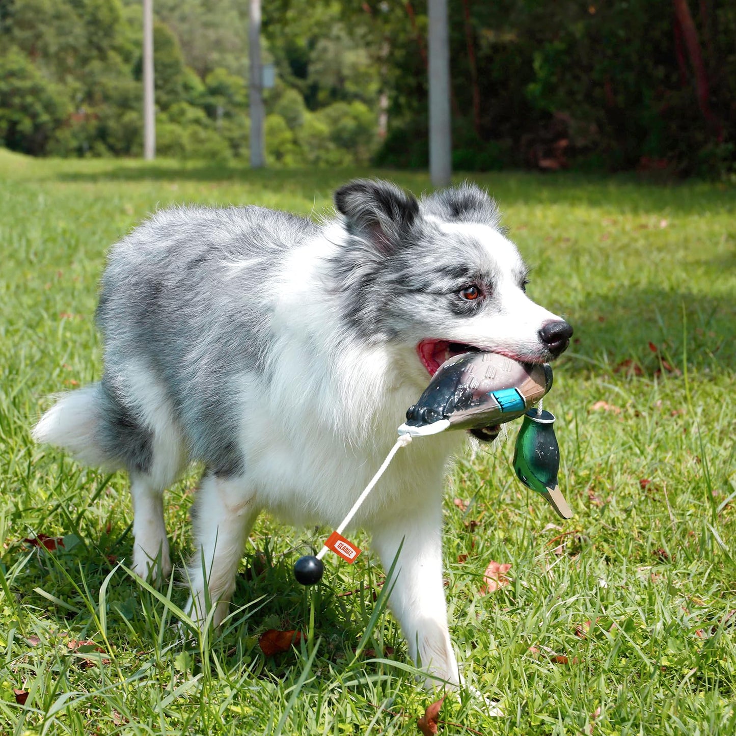 GearOZ Duck/Pheasant Dummy, Mimics Dead Duck/Pheasant Bumper for Gun Dog Training Scent Waterfowl Hunting Retriever, Outdoor Mallard Retrieval Interactive Train Toys, Floating & Durable