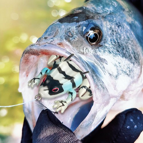 Pristis 3 pcs 4-Legged Frog Lures, Lifelike Topwater Soft Bass Fishing Bait Kit with Hollow Body & Weedless Hook for Saltwater Freshwater, Realistic Eggs Set for Trout Snakehead Pike Muskie Walleye