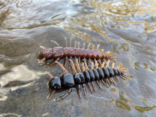 Yum Lures Hellgrammite - 3" Copper Creek - 8 Pack - Ned Style Plastic Lure - Bass, Smallmouth Bass, Trout, Panfish