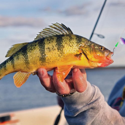 Stacked Fishing Beads, 150/200pcs Fishing Beads Lures Making Supplies Tackle Trout Beads Walleye Rig Inline Spinner Making Accessories Salmon Eggs Saltwater Freshwater