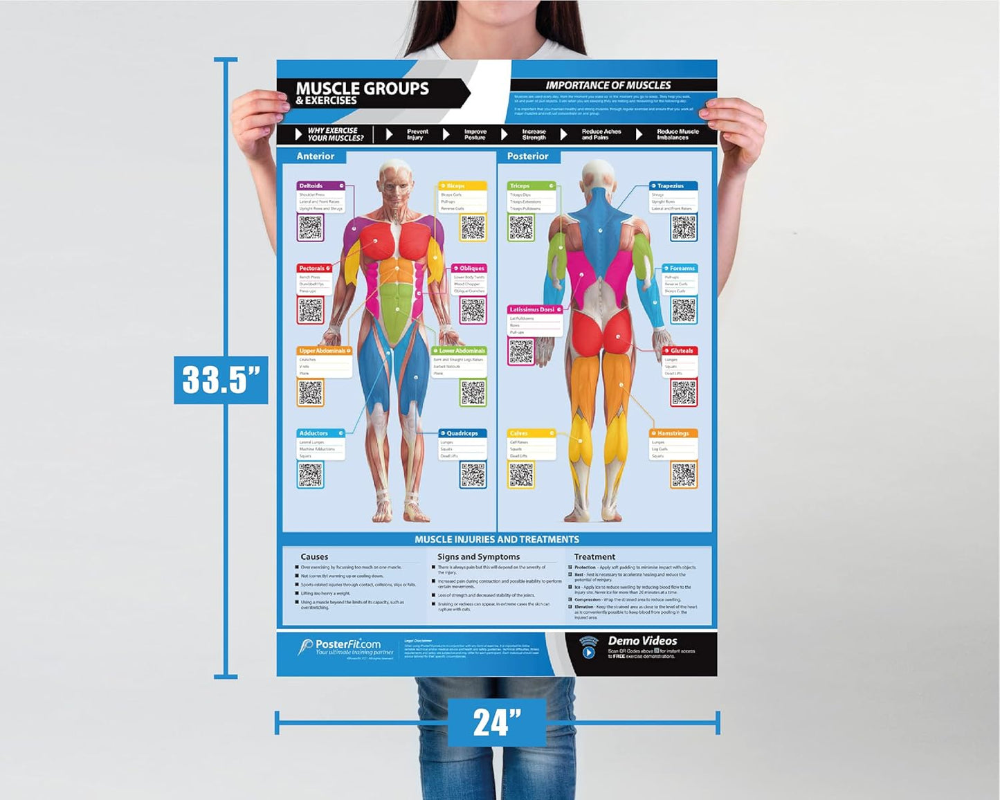 EXTRA LARGE Muscle Groups Workout Poster 33" x 23.5" - Laminated Gym & Home Fitness Chart with Video Support