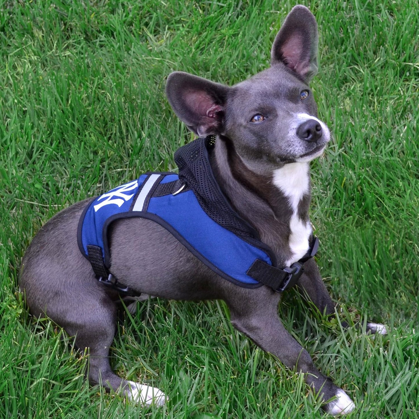 Pets First New Orleans Saints Harness, Medium