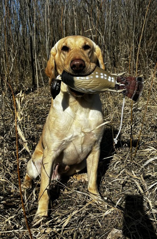 HuntEmUp Ultimate Grouse Dog Training Scent - Grouse Scent for Dog Training Grouse Hunting Dog Training Scent