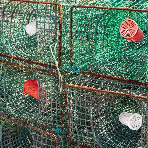 Blushtier 20 Pcs Fishing Bait Cage Trap Fish Lure Feeder Basket Holder Plastic Bait Bucket for Crawfish Minnow Shrimp Earthworm Crab Carp Catfish Traps Cast Net