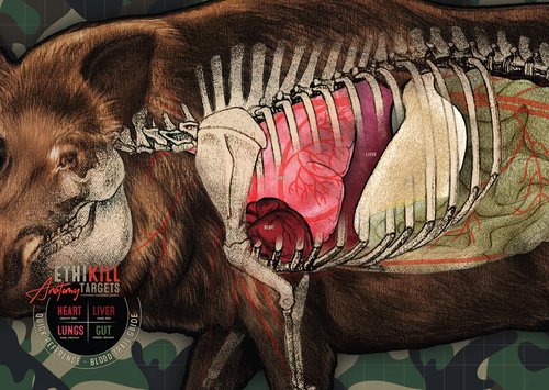 Hog Target 2-Sided Paper Range Targets (5pack) 18" x 26" for Archery & RifleHunters | Realistic Educational Anatomy Illustration by EthiKill…
