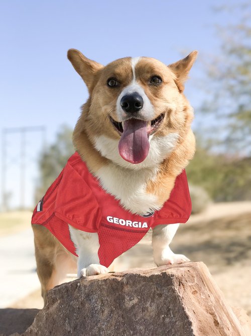 NCAA College Georgia Bulldogs Mesh Jersey for Dogs & Cats, Large. Licensed Big Dog Jersey with Your Favorite Football/Basketball College Team (Pack of 2)
