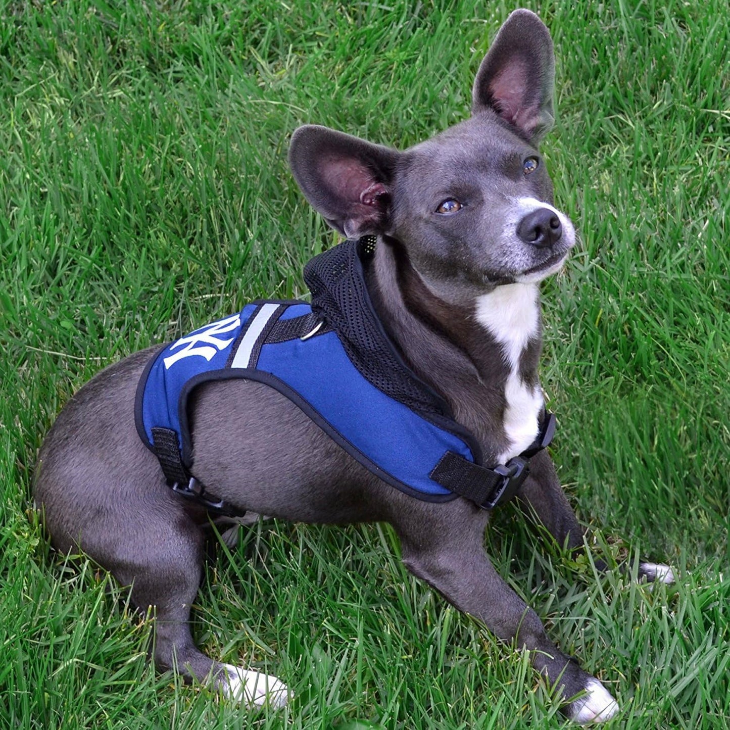 Pets First New Orleans Saints Harness, Medium
