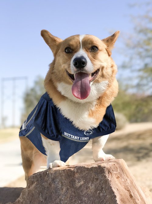 NCAA College Pittsburgh Panthers Mesh Jersey for Dogs & Cats, Small. Licensed Big Dog Jersey with Your Favorite Football/Basketball College Team (Pack of 2)