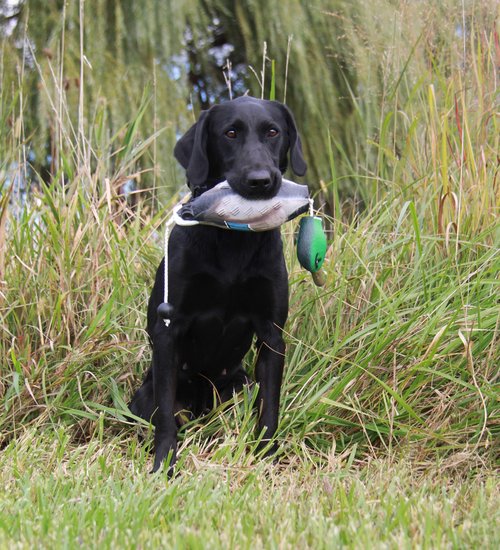 HuntEmUp Ultimate Waterfowl Dog Training Scent - Waterfowl Scent for Dog Training Duck Goose Dog Training Scent