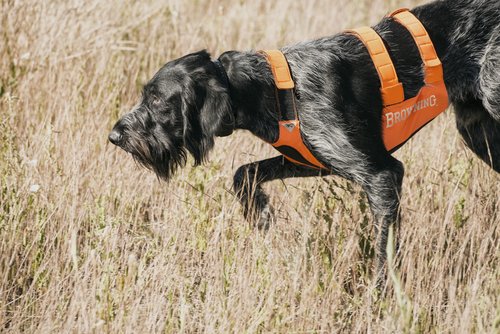 Browning Pet Hi-Vis Safety Vest for Dogs, Safety Orange, Large, Chest Protection