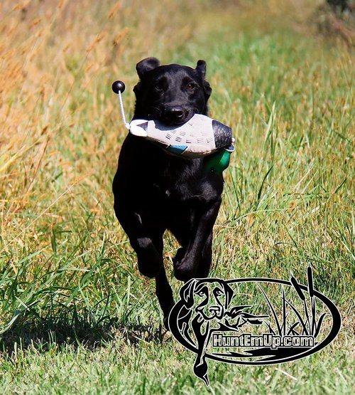 HuntEmUp Ultimate Waterfowl Dog Training Scent - Waterfowl Scent for Dog Training Duck Goose Dog Training Scent