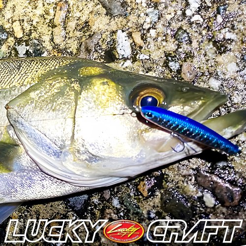 LUCKY CRAFT SW Wander 85TB, Saltwater Surf Fishing Lures, Halibut, Surf Perch, Seabass, Sinking, Shimmy Fall, Fishing Gear, Fishing Accessories, Fishing Tackle (714 Metallic Sardine)
