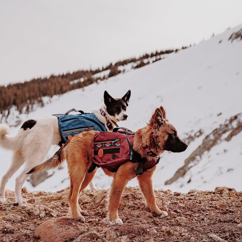Widlerdog Dog Backpack with Built in Harness and Back-Mounted D-Ring Leash Attachment, Handle, Two Saddlebags with 4 Total Pockets, Built in Poop Bag Dispenser (Huckleberry, Medium)