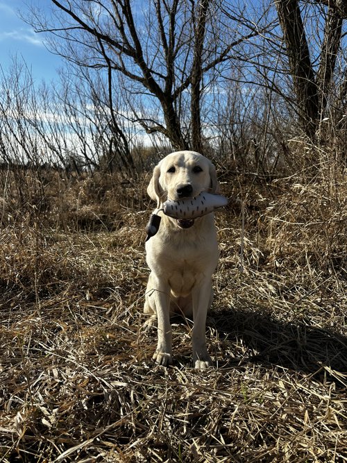 HuntEmUp Ultimate Quail Dog Training Scent - Quail Scent for Dog Training Quail Upland Dog Training Scent Gundog